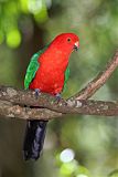 Australian King-Parrotborder=